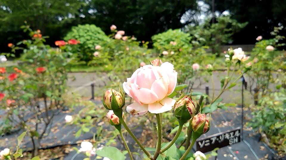 ③はまみらい(HT) (2).jpg