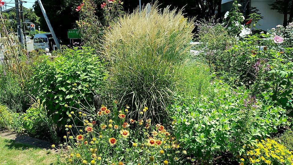 ①20230725_ガイラルディア(手前.一年草)ススキパープルフォール(奥.宿根草).jpg