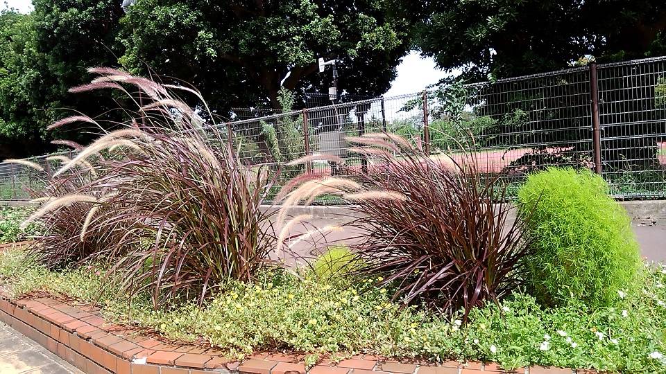 ⑤0828_レンガ花壇 パーブルファンテングラス.jpg