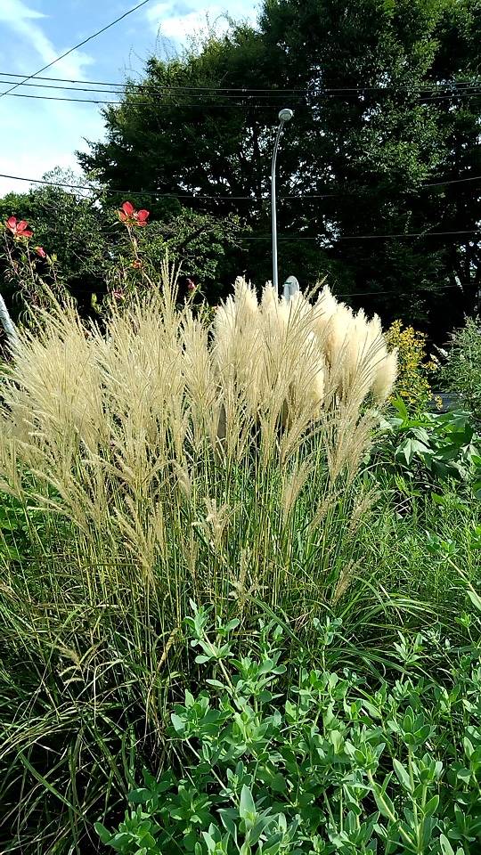 ①0827_ ナチュラリスティックガーデン.jpg