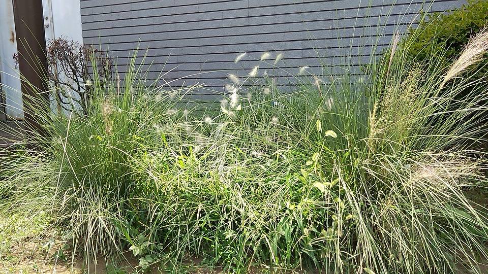 ⑥0828_ 宿根草花壇 パーブルファンテングラス.jpg