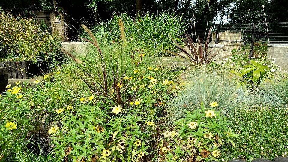 ⑦0828_平沼像トイレ前  ミューレンベルギアカピラリス(手前)・ペニセタムビロサム(奥).jpg