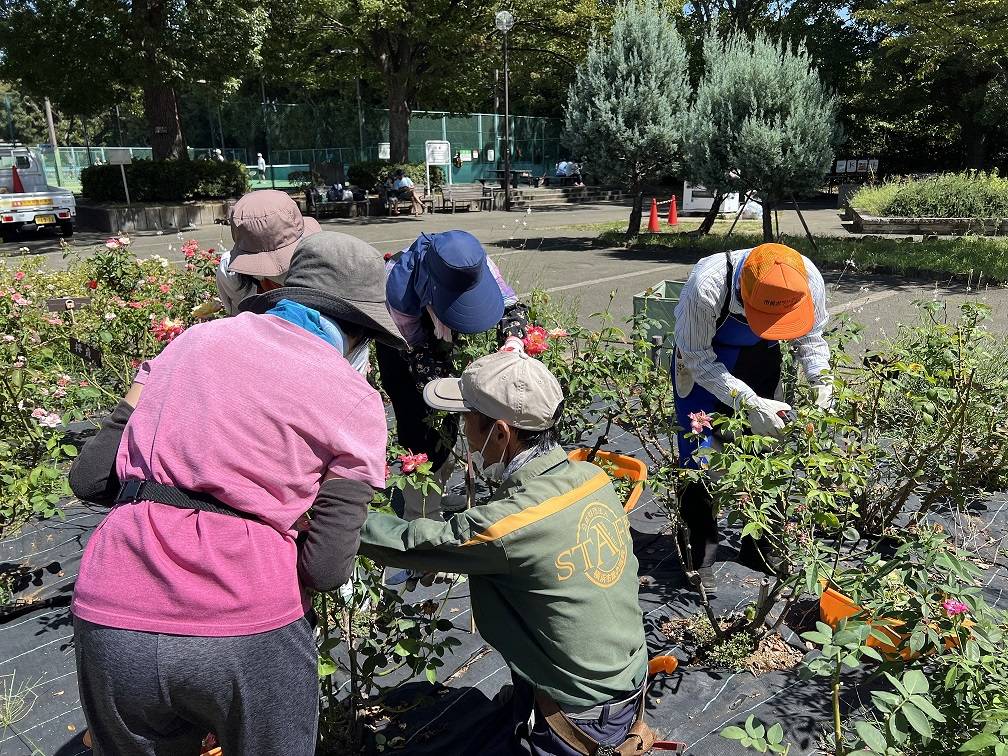 20230831 バラ剪定作業②.jpg