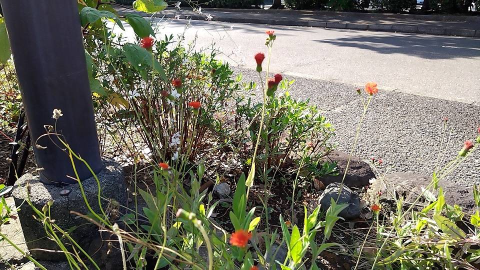 20231019_去年の花苗から種取りして春まきしたカカリア(花壇広場).jpg
