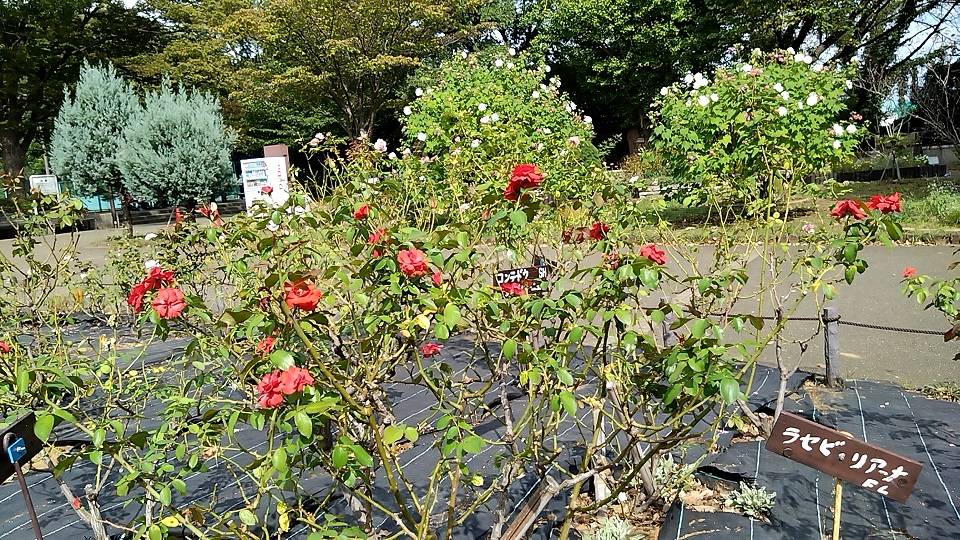20231003_バラ花壇⑤.jpg