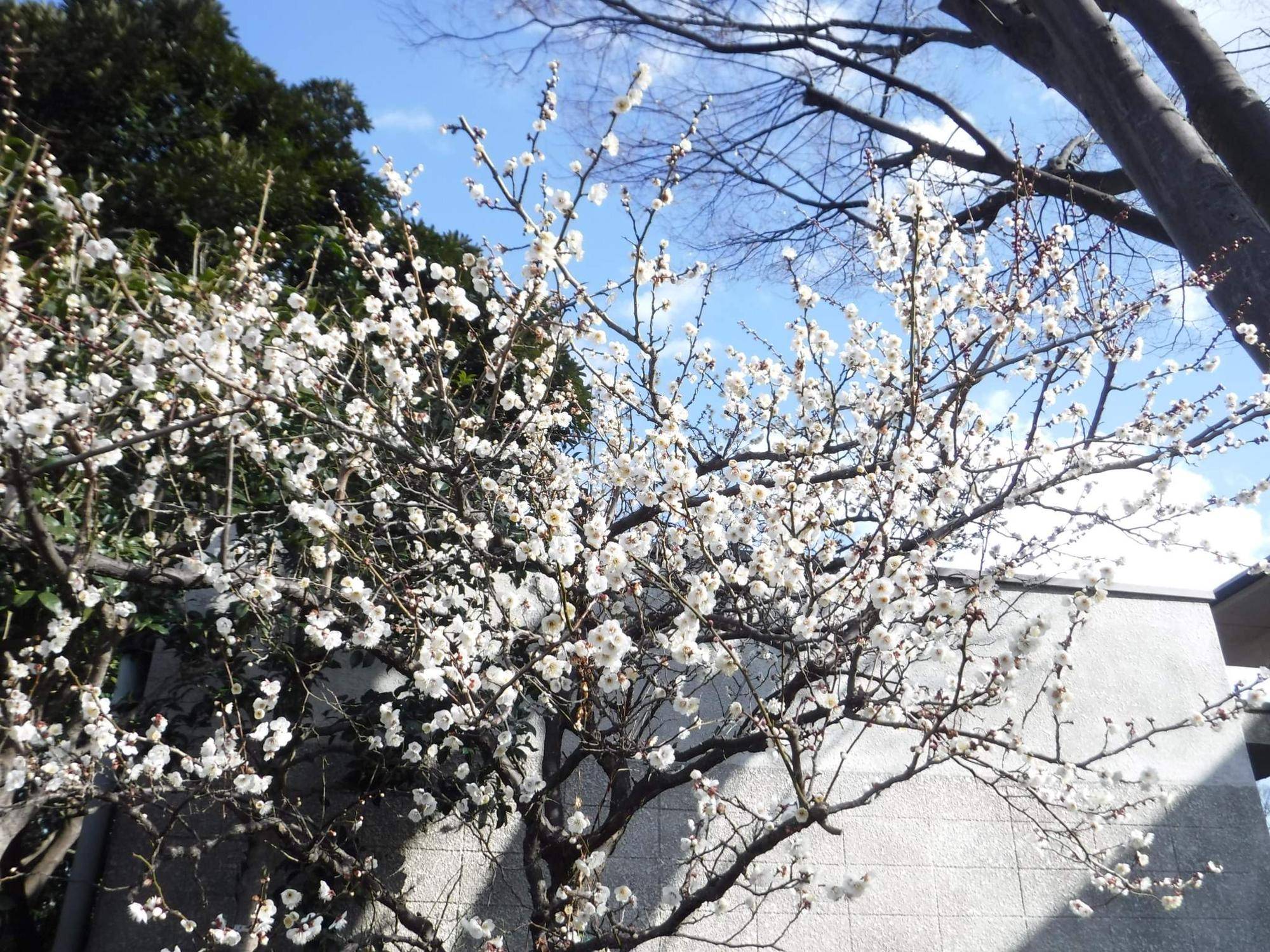 DSCF8696.jpg