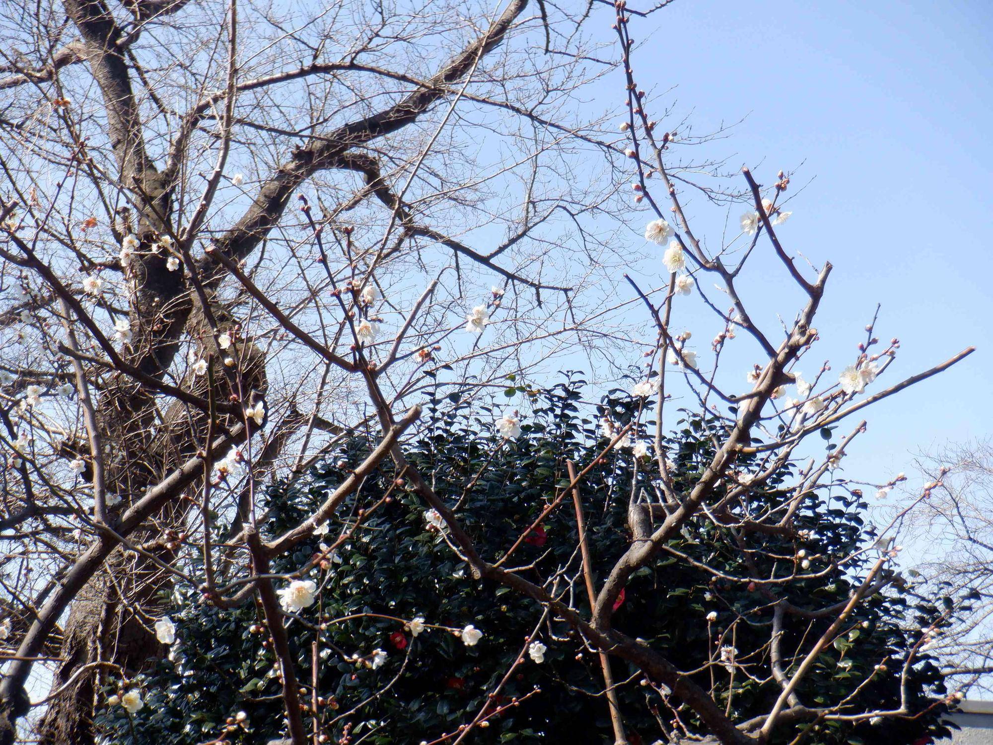 DSCF0807.jpg