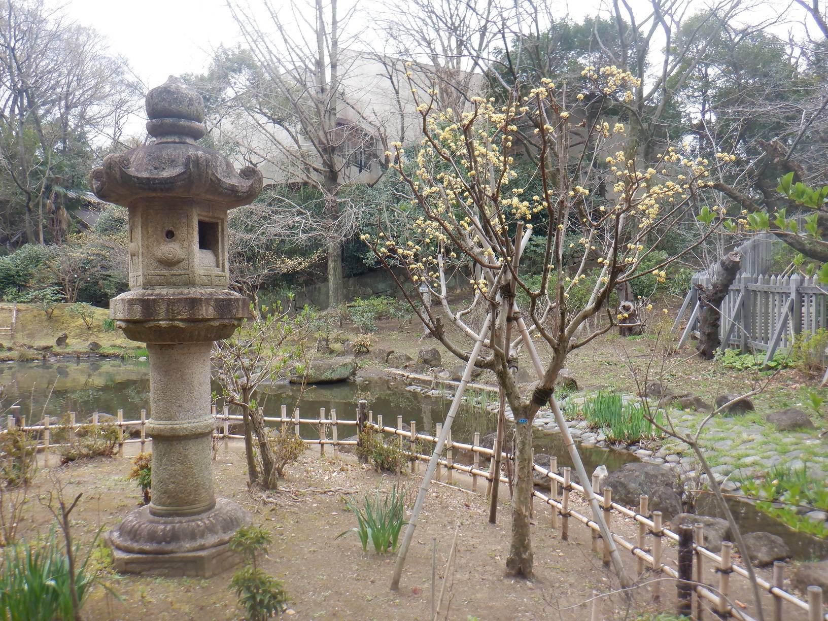 ミツマタ (3).jpg