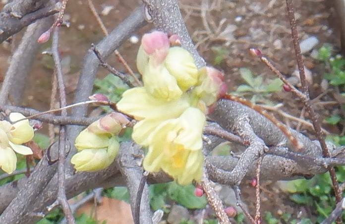 ヒュウガミズキ (4).jpg