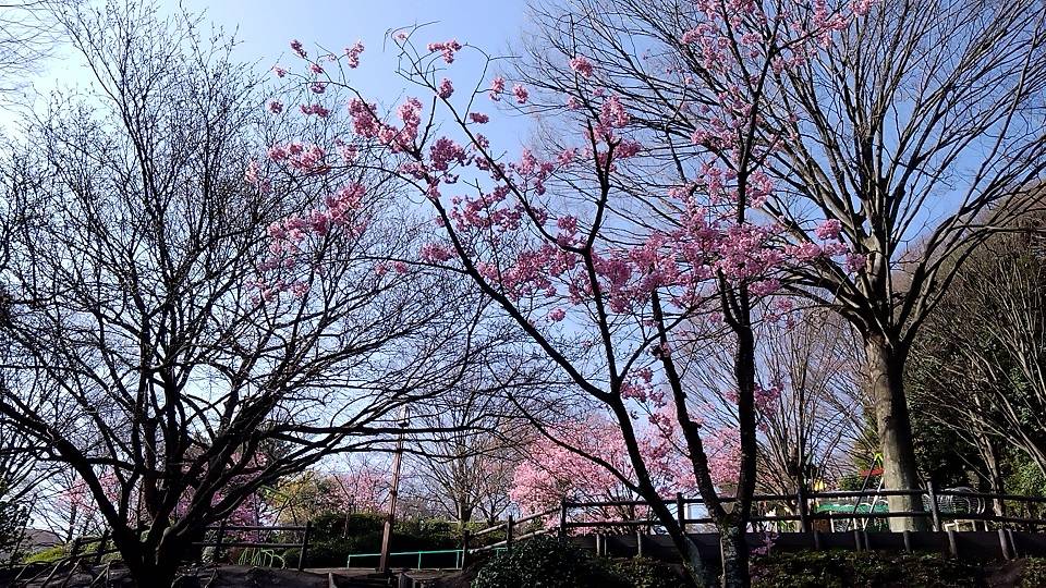 20240330_わんぱく広場の桜③.jpg