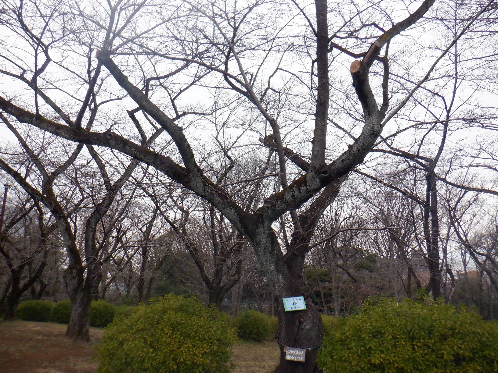 基準木②.jpg