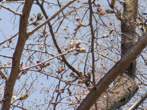 DSCF1381 - コピー - コピー.jpg