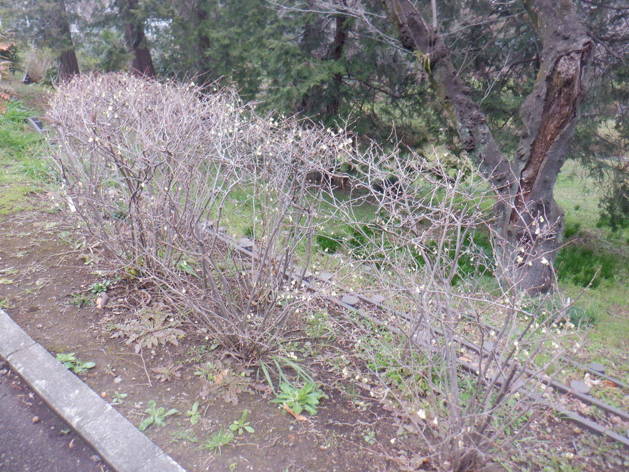 ヒュウガミズキ (3).jpg