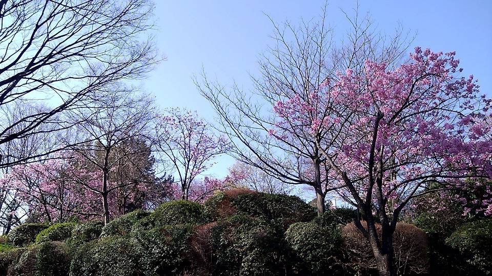 20240330_わんぱく広場の桜②.jpg