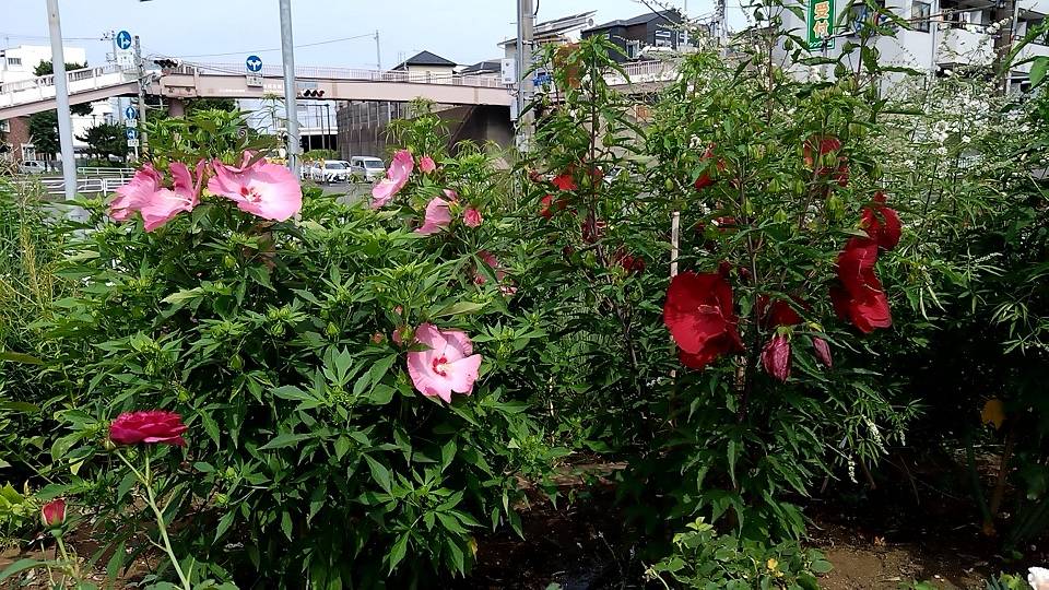 ④20240627_白花待ちのタイタンビカス.jpg