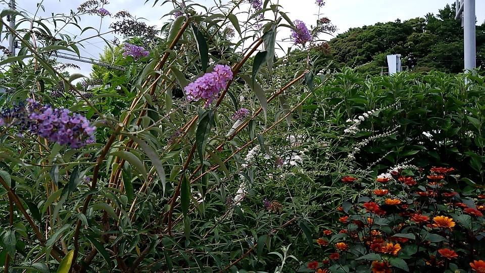 ①20240627_ブッドレア手前と西洋ニンジンボク奥.jpg