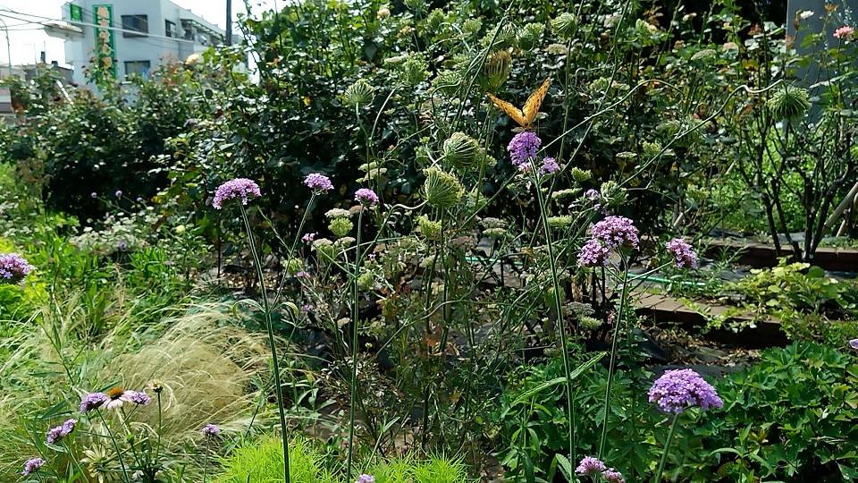 ②20240725_植物ブッドレア(落葉低木)と3尺バーベナ(多年草).jpg