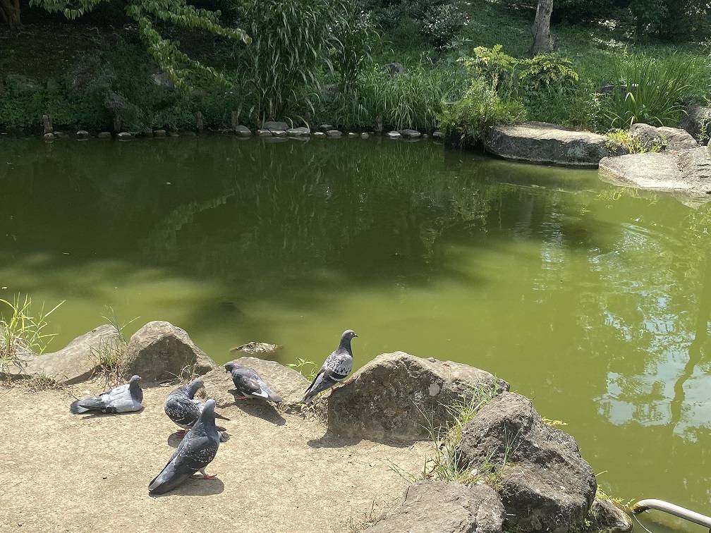 ハトと池2.jpg
