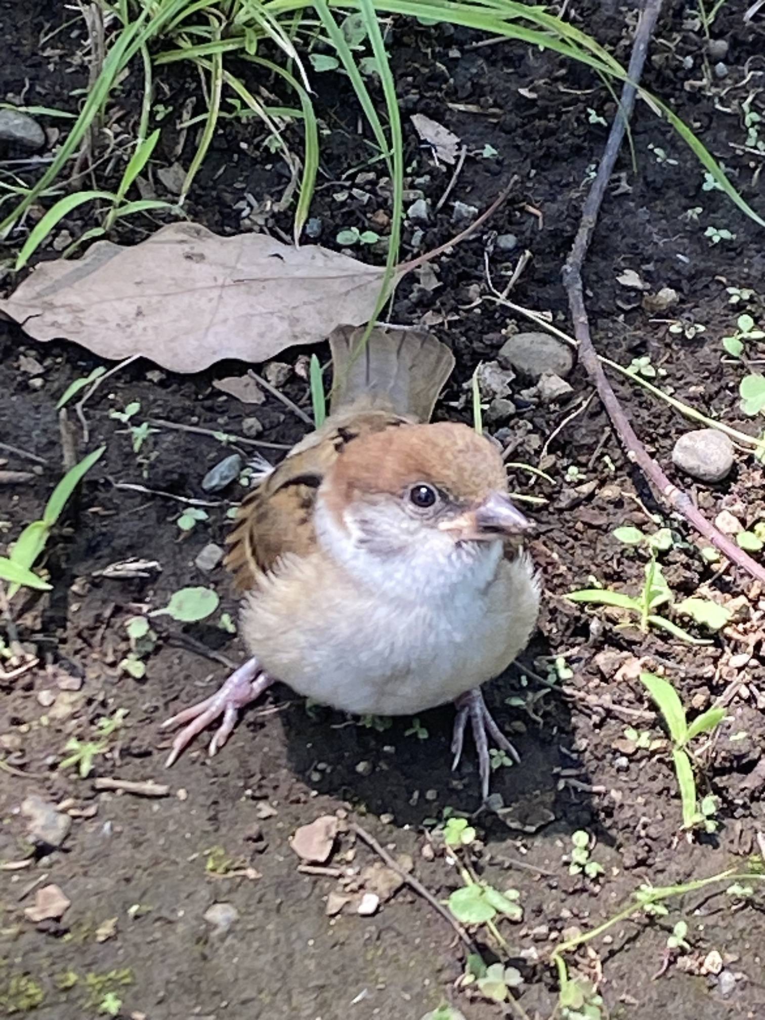スズメ幼鳥.jpg