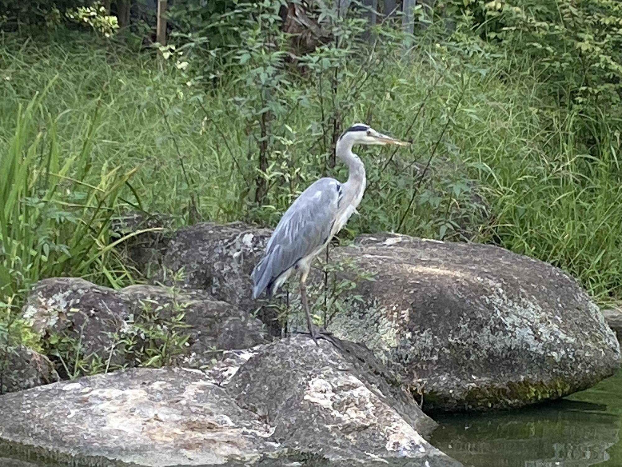 生き物】小さい秋 見つけた|｜ブログ|三ツ沢公園公式サイト