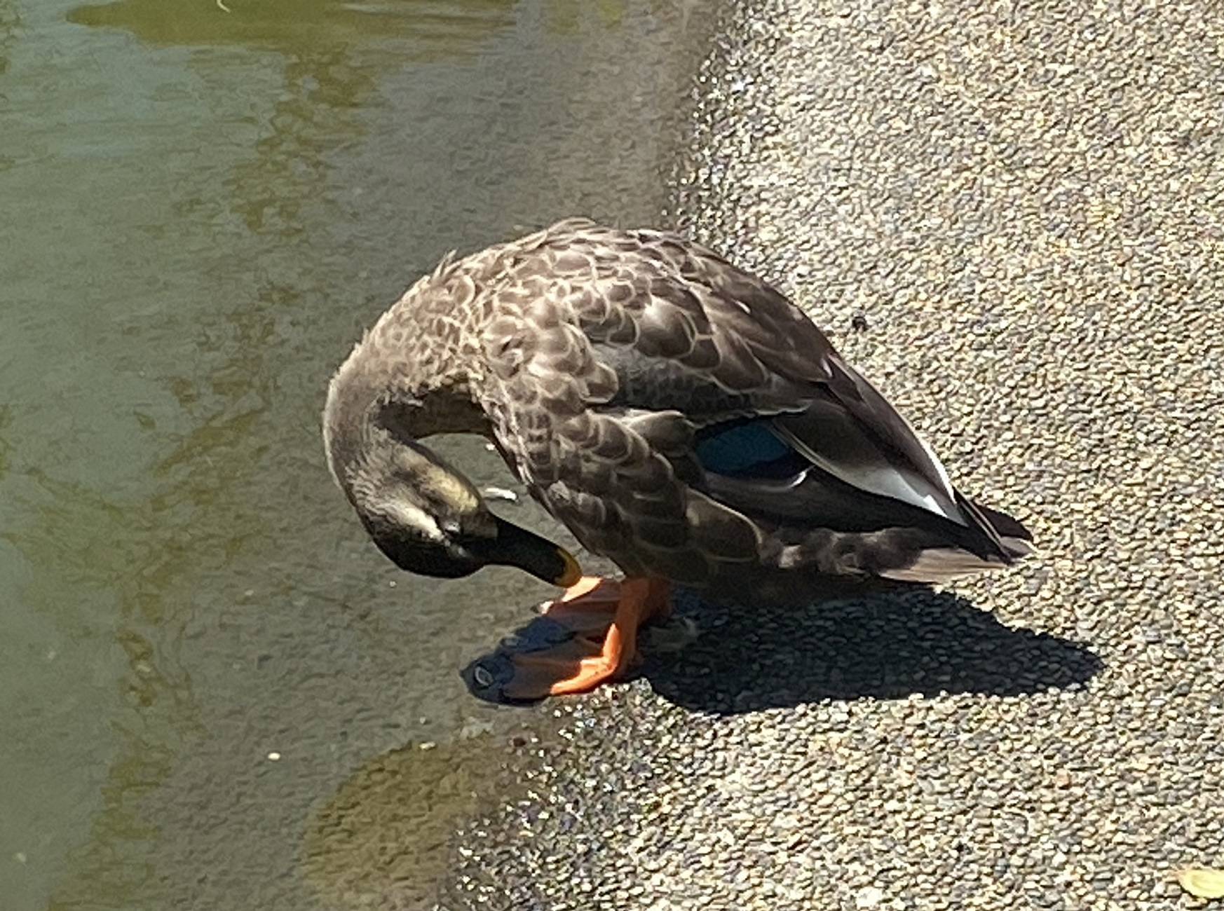 生き物】小さい秋 見つけた|｜ブログ|三ツ沢公園公式サイト