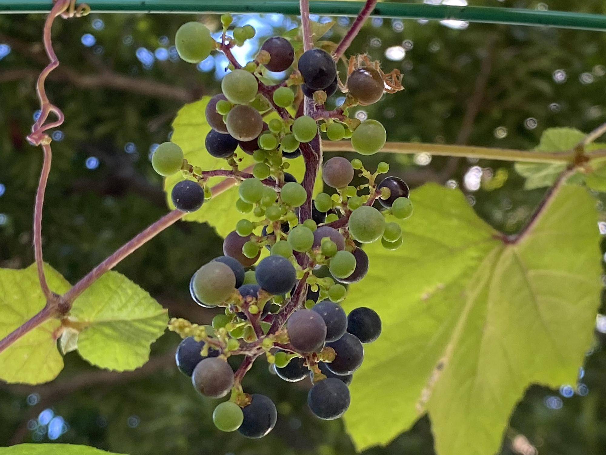 ヤマブドウ.jpg