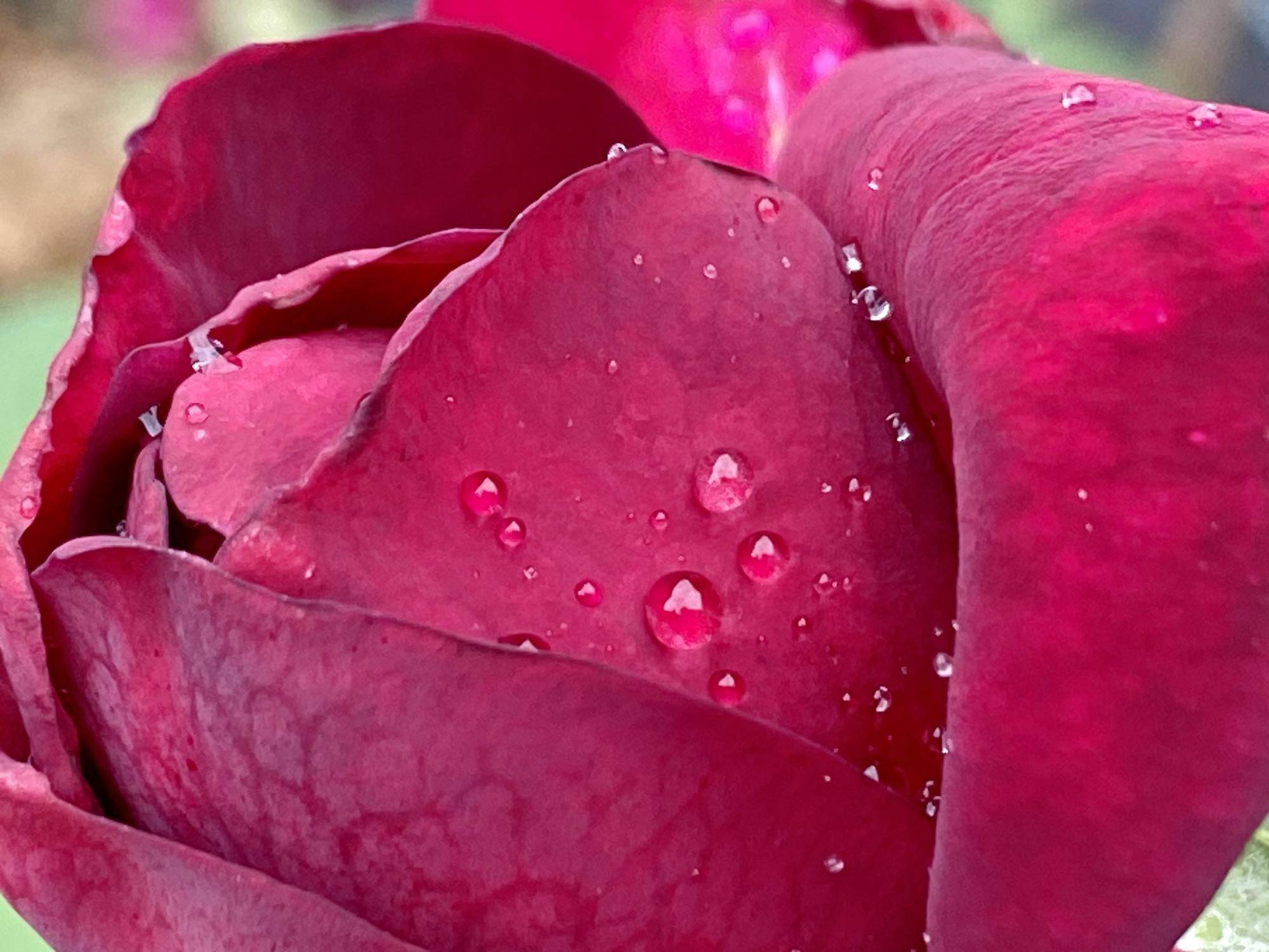 バラ水滴.jpg