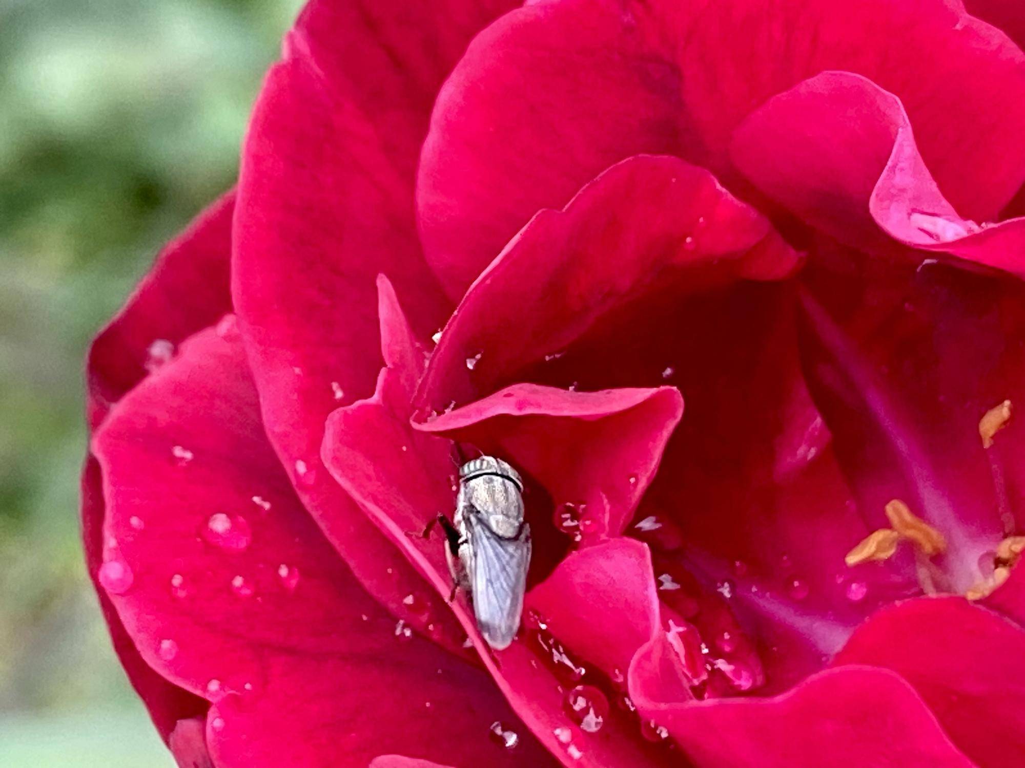 バラ水滴2.jpg