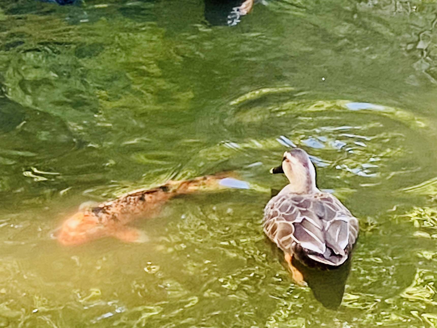 鯉とカルガモ.jpg