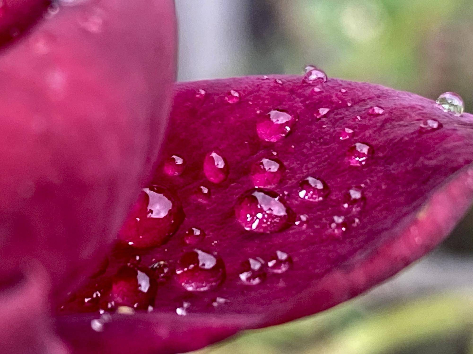 バラ水滴3.jpg