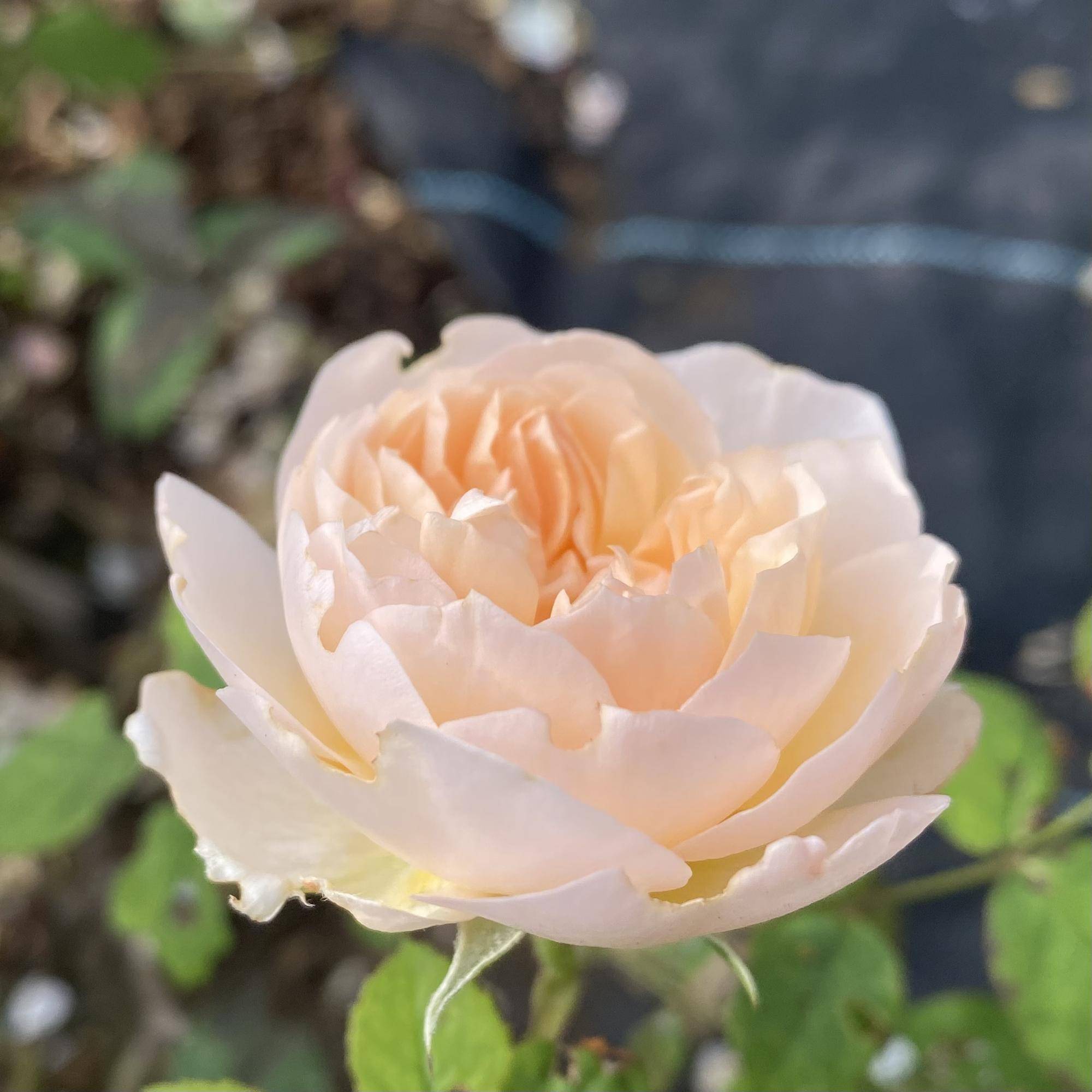 メアリーマグダレン（S） (2).jpeg