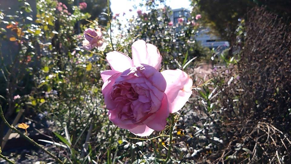 ローズポンパドゥール（S） (2).jpg