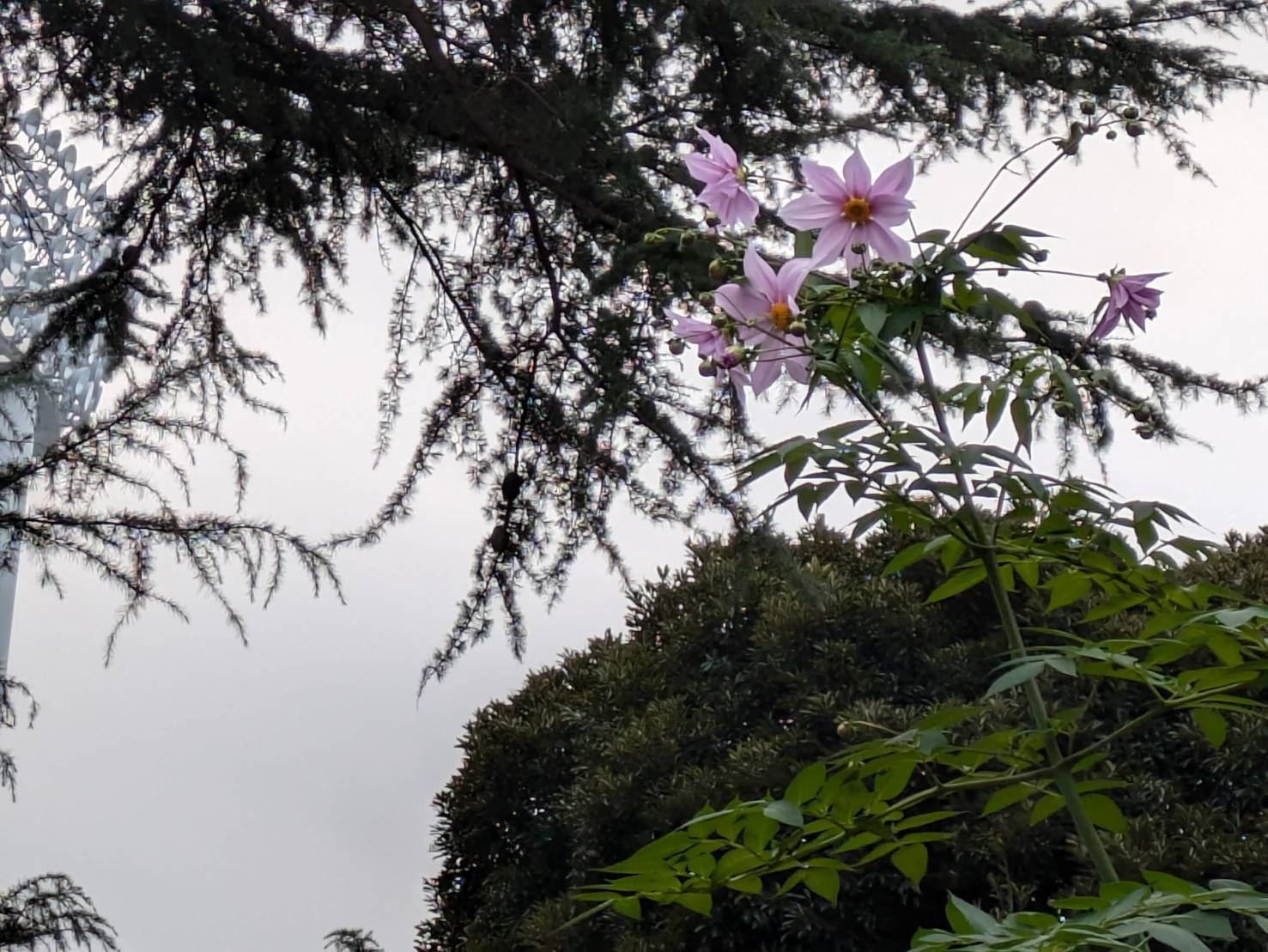 花】皇帝ダリア|｜ブログ|三ツ沢公園公式サイト｜公益財団法人