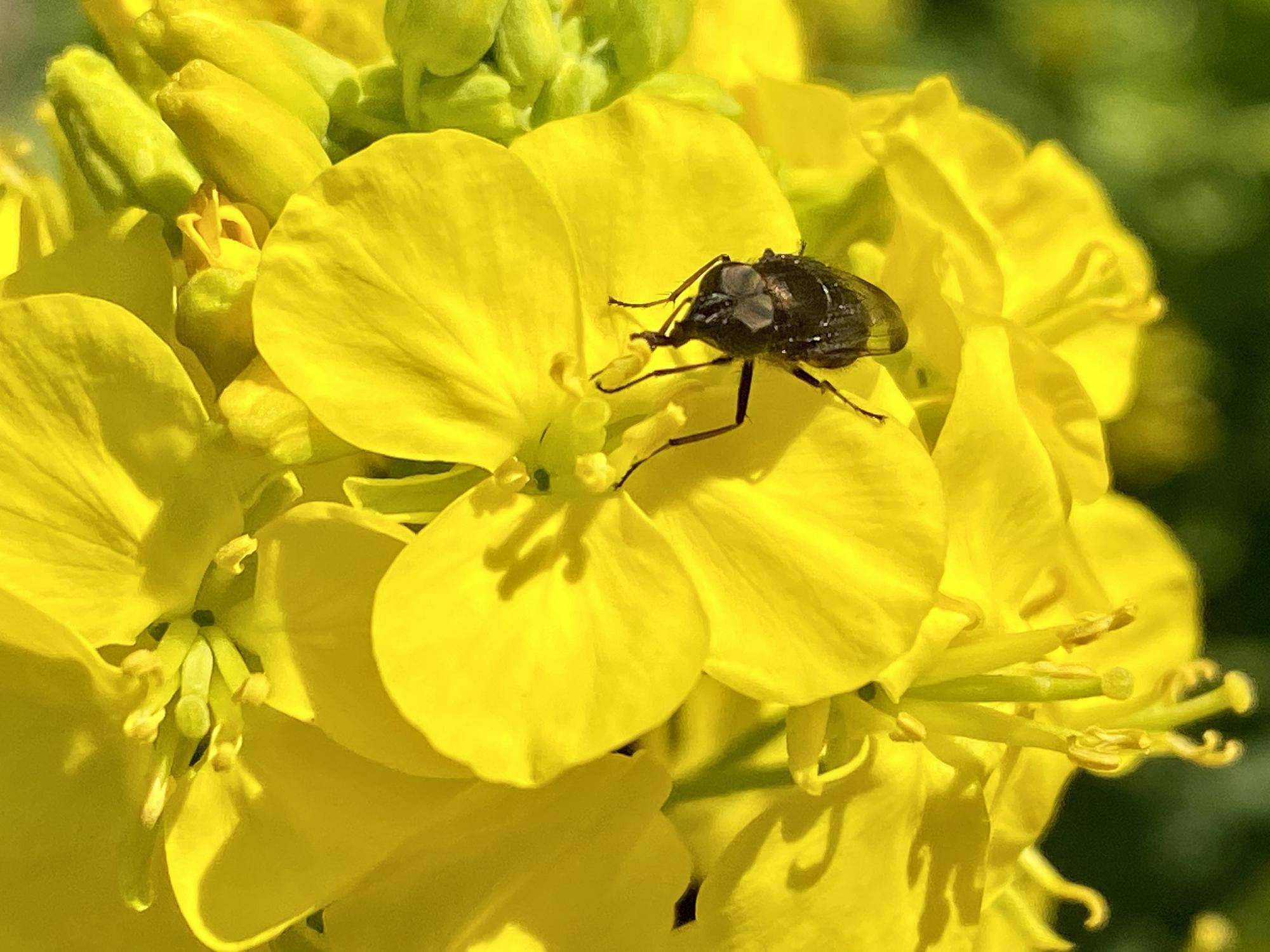 〇菜の花とゾウムシ.jpg