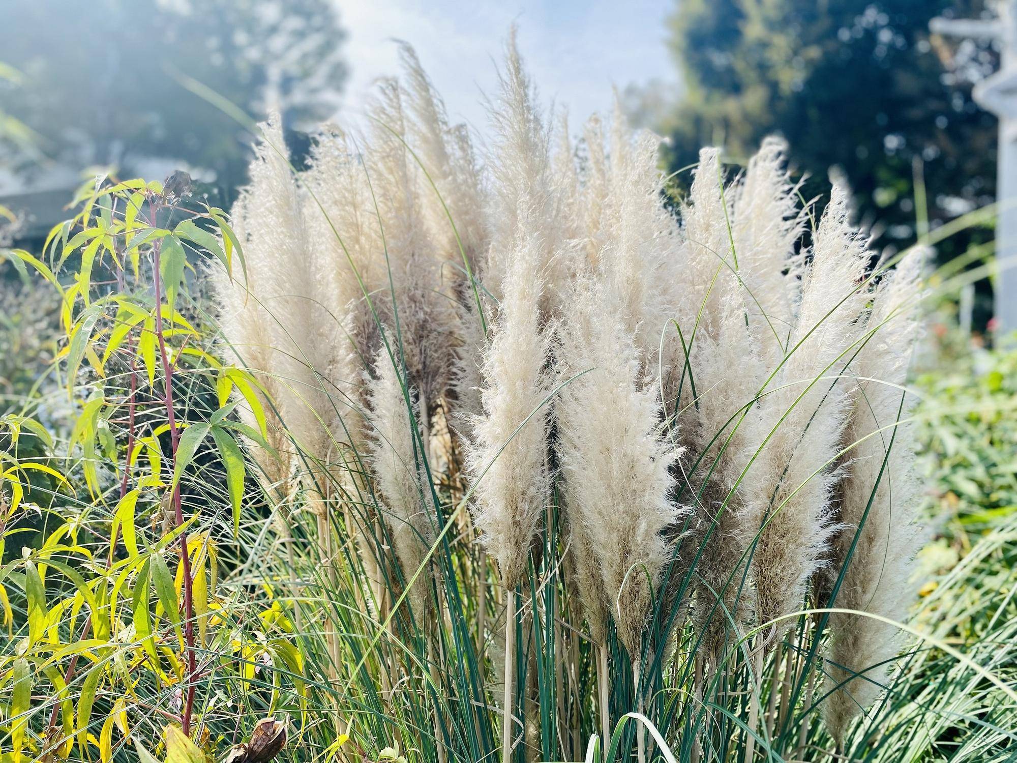 パンパスグラス(矮性).jpeg