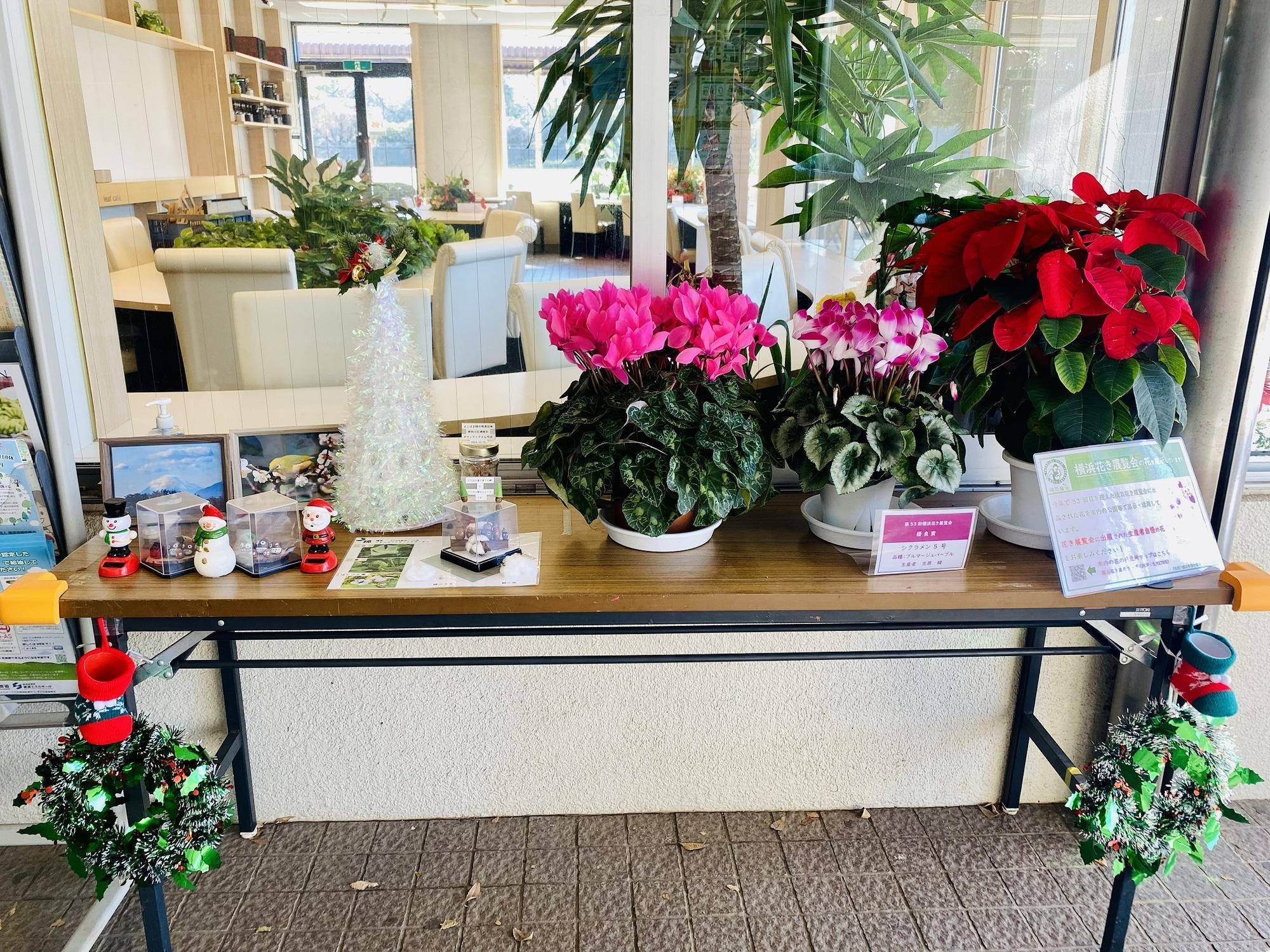 第一レスト３　クリスマス・横浜花き展覧会のシクラメンとポインセチア.jpg