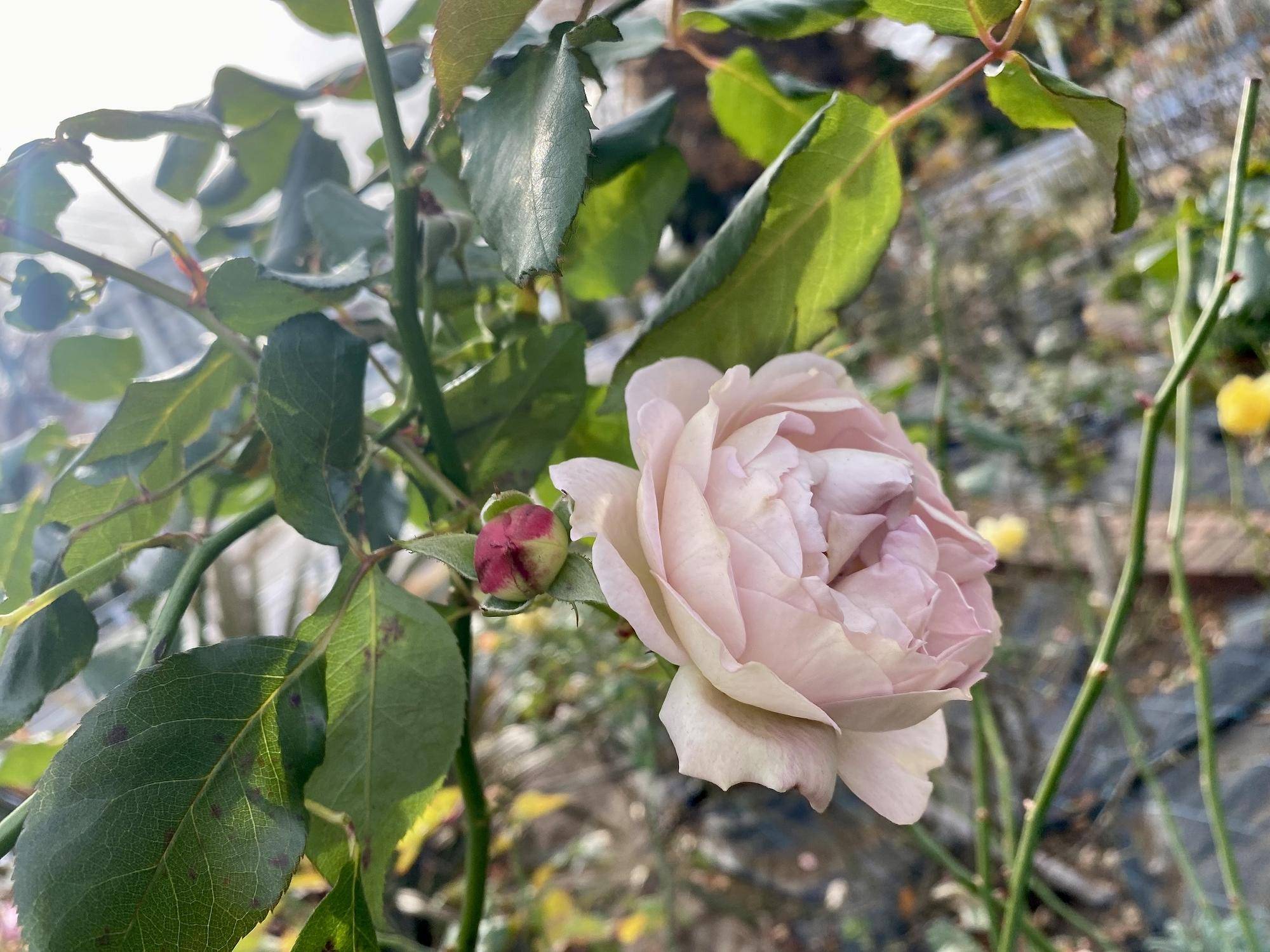 〇バラ(まほろば S)・ナチュラリスティックガーデン.jpg