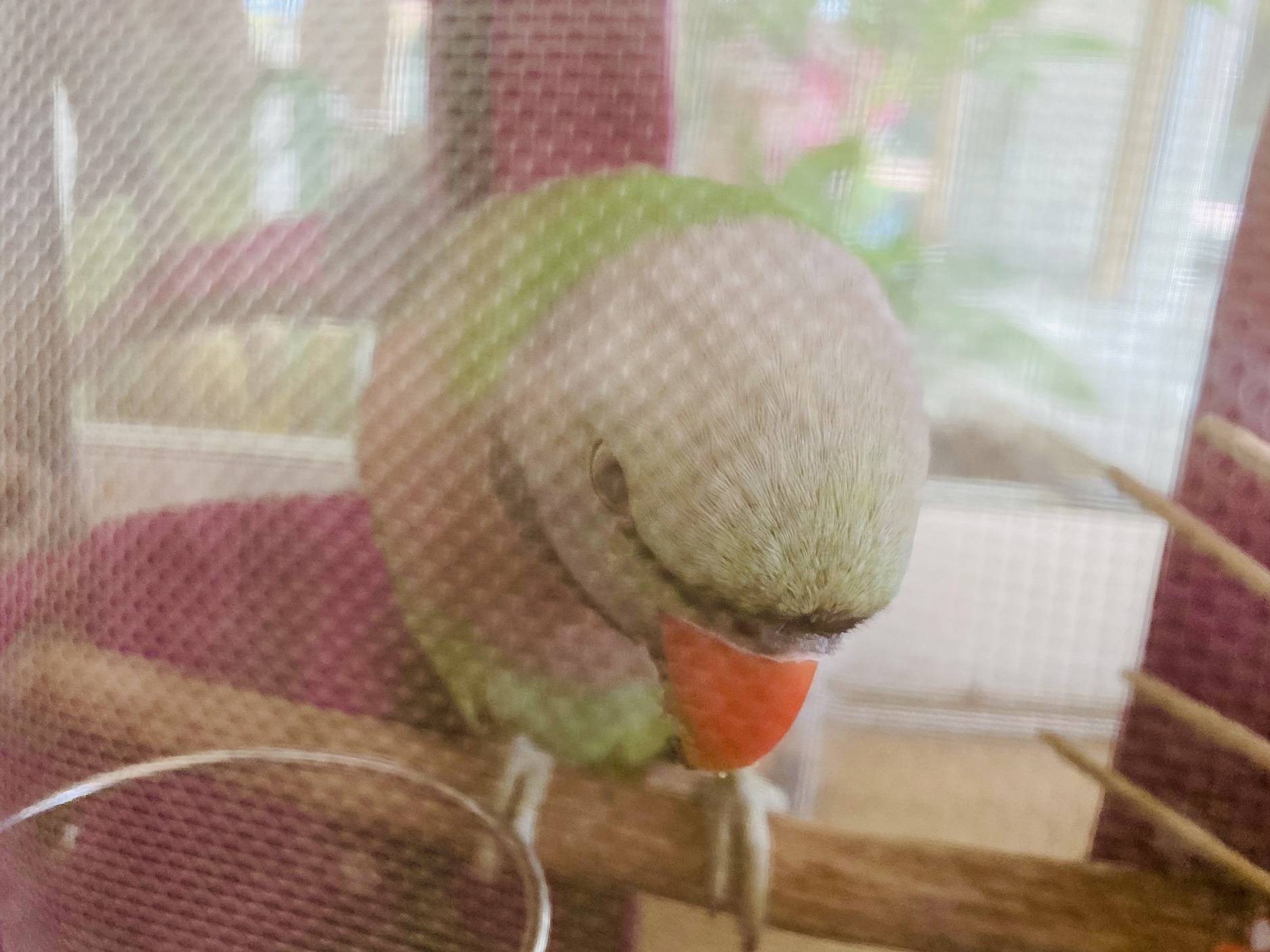 インコ2.jpg