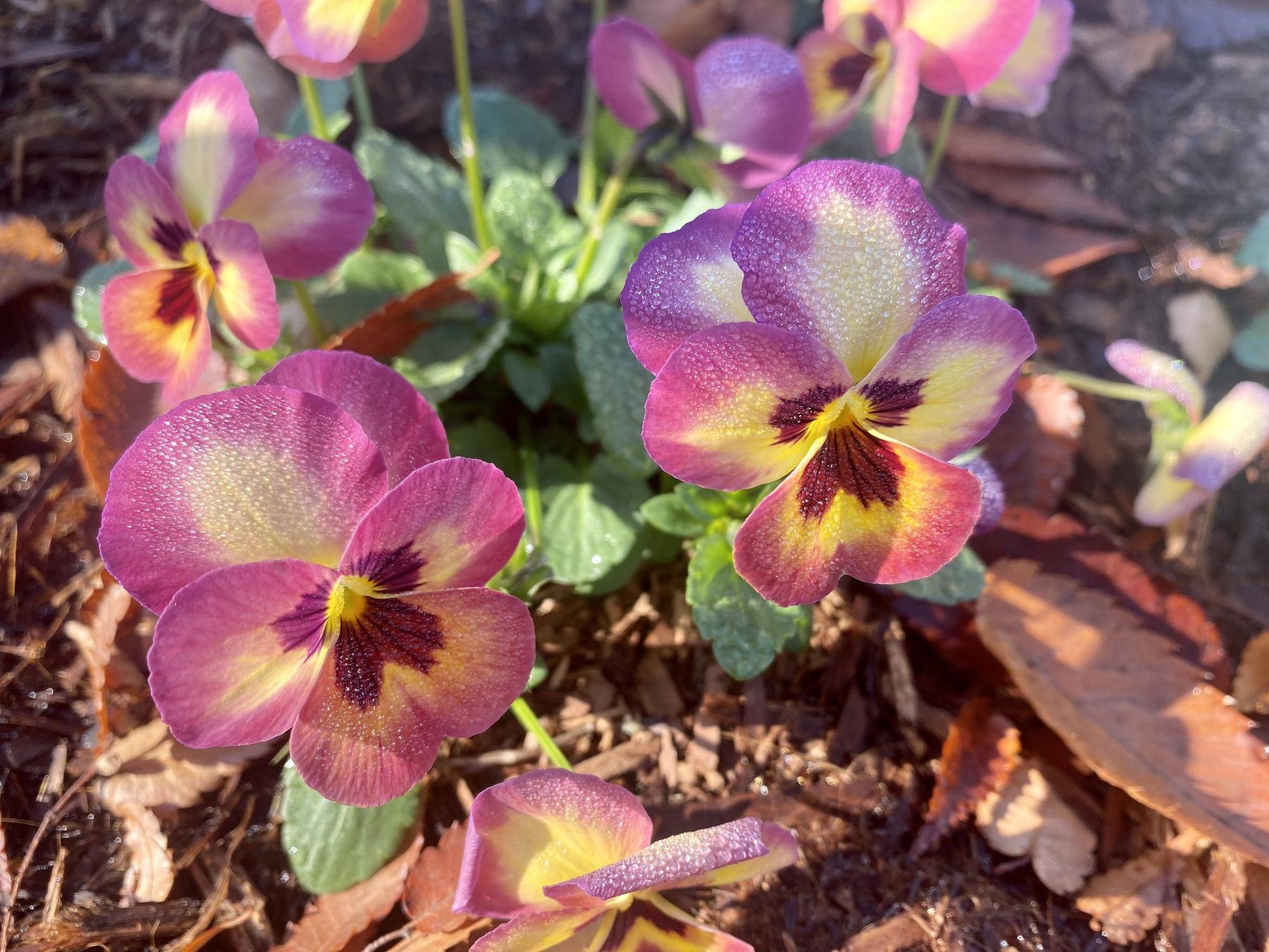 よくさくスミレ.jpg
