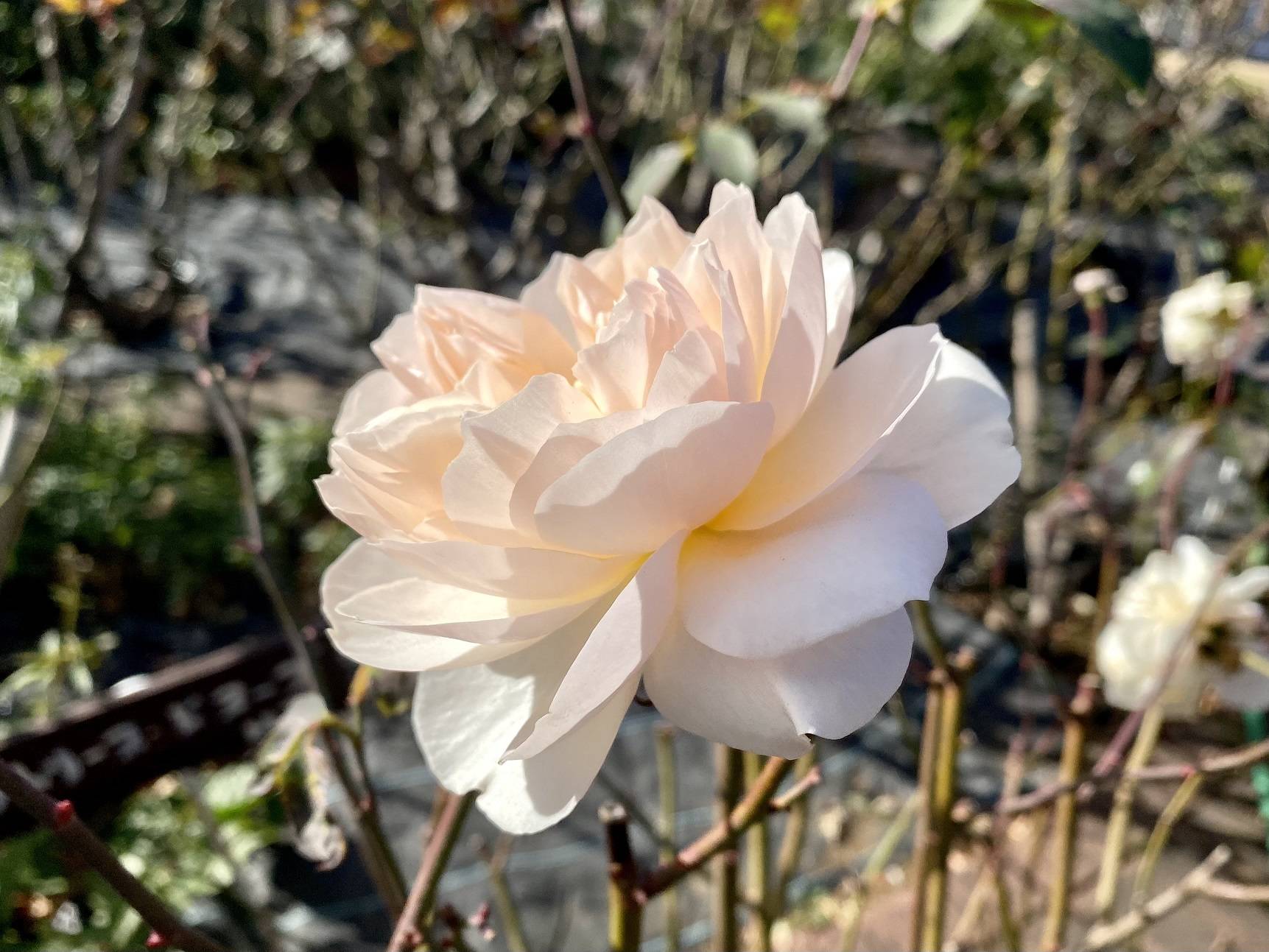 レッチ フィールド エンジェル SH.jpg