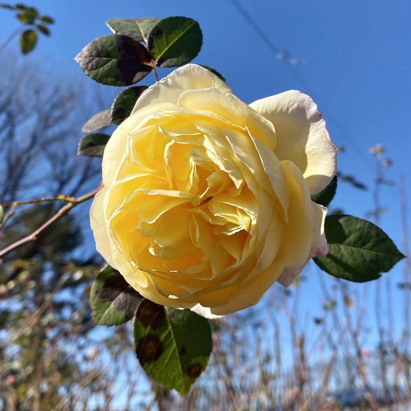 シャーロットオースチン S.jpg