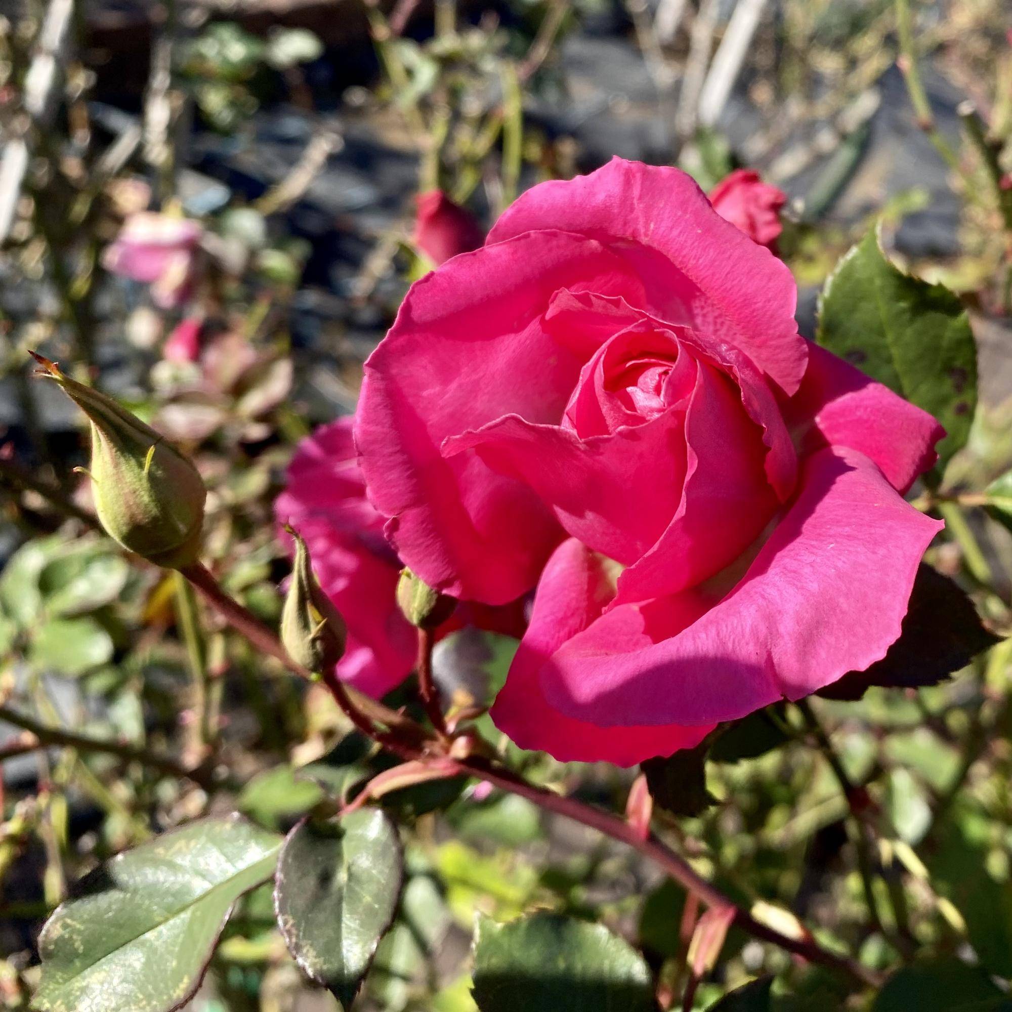 ローズうらら F.jpeg