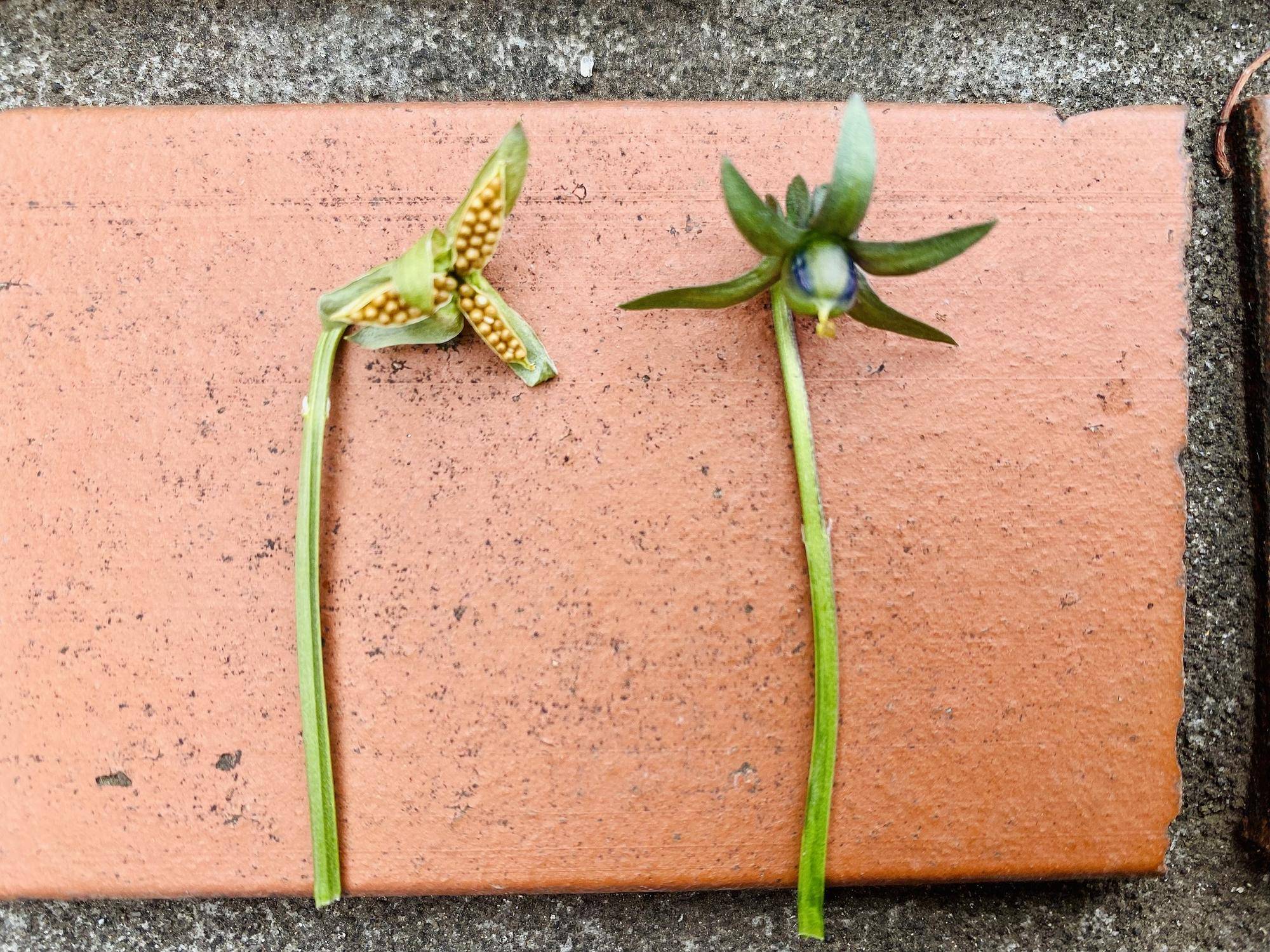 ●タネ さや.jpg