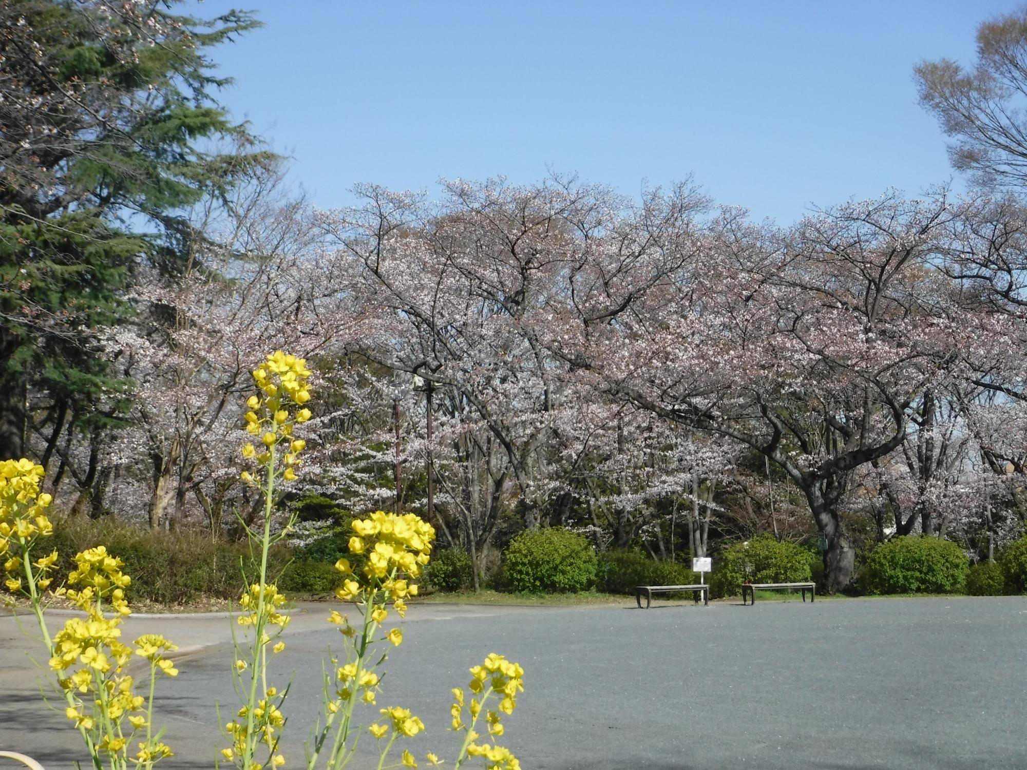 〇桜と菜の花(円形広場).jpg
