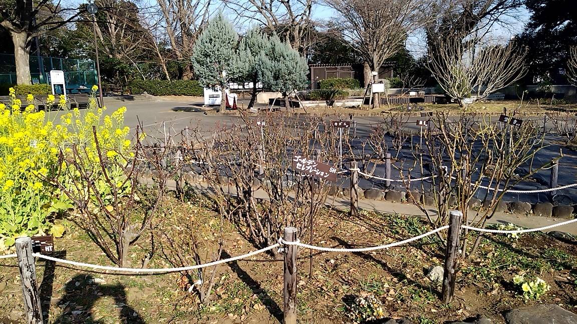花壇広場・バラ冬剪定1.jpg