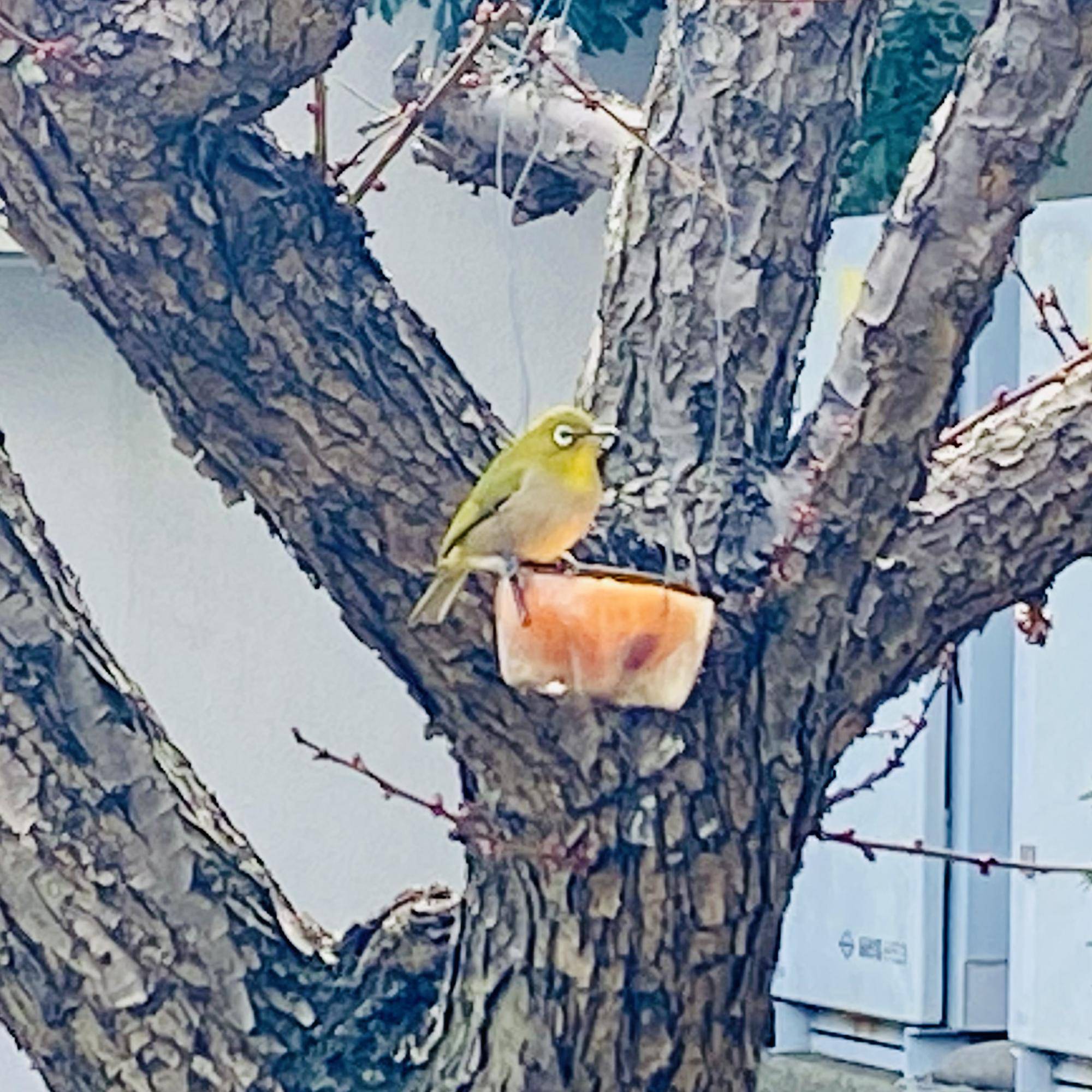 メジロ5.jpeg