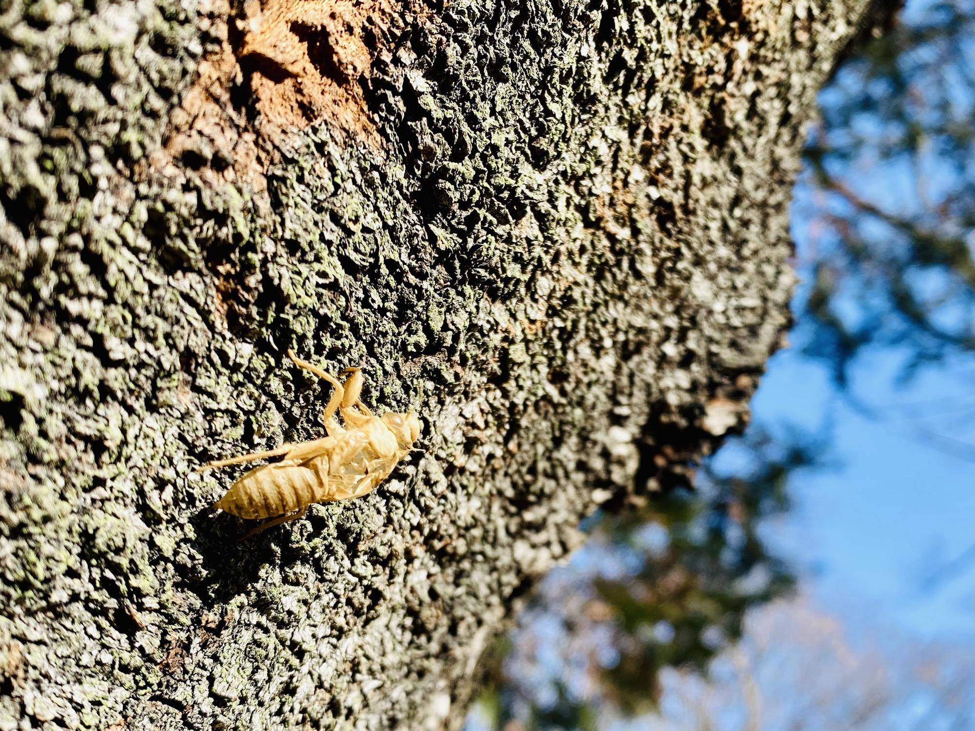 ◆冬まで残っているセミの抜け殻.jpg