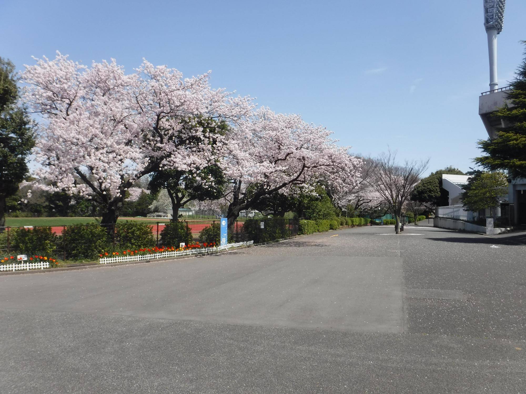 〇主園路の桜.jpg