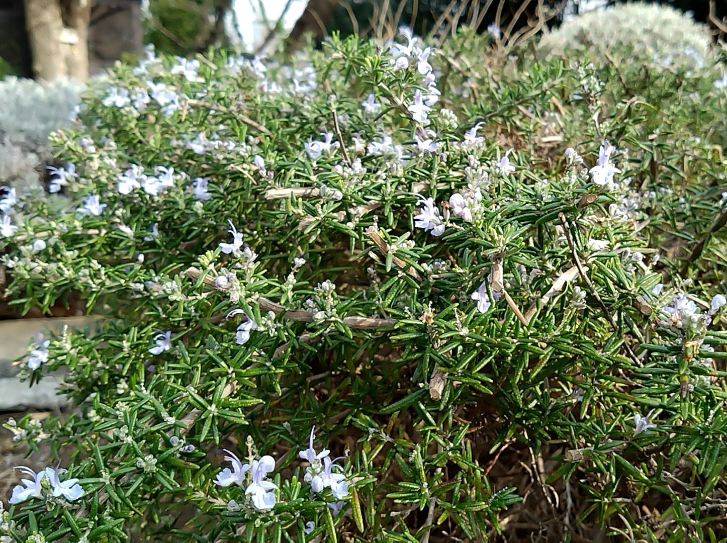 ③堀内さん・ローズマリー・花壇広場.jpg