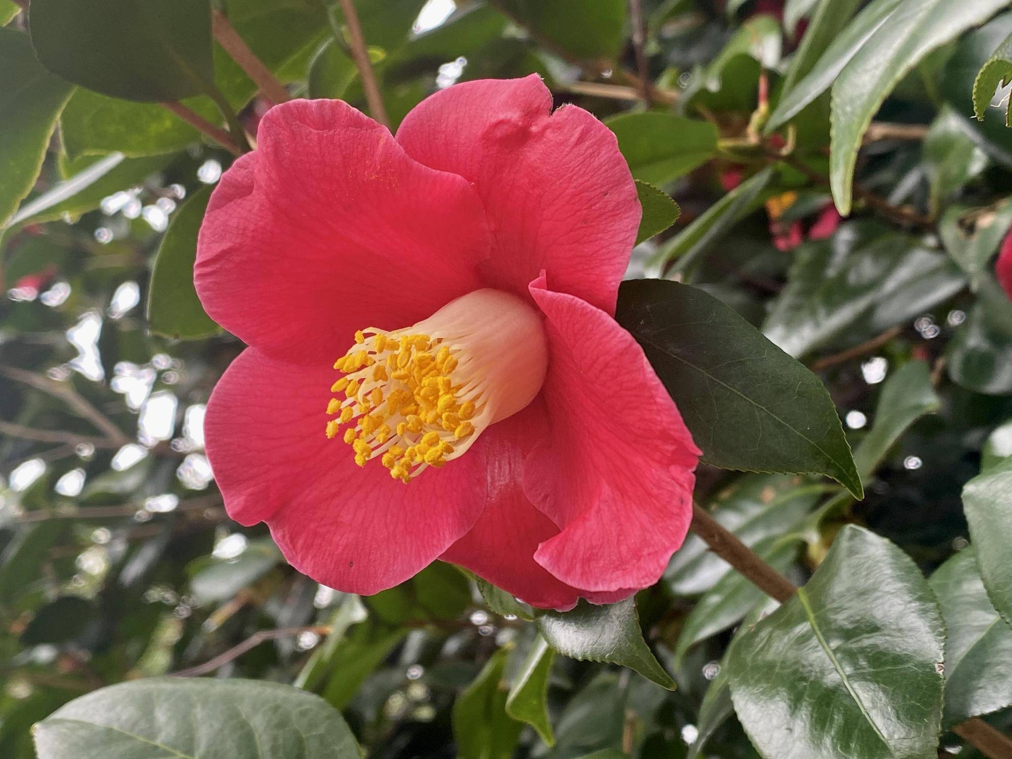 ◆ツバキ1.jpg